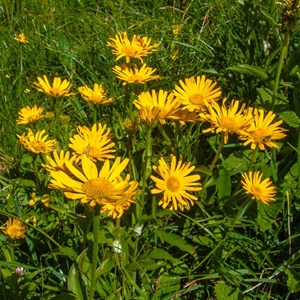 6 x œil de bœuf jaune - buphthalmum salicifolium  - godet 9x9 cm