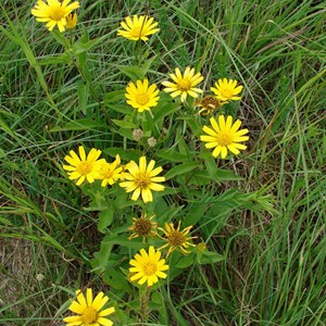 6 x œil de bœuf jaune - buphthalmum salicifolium  - godet 9x9 cm
