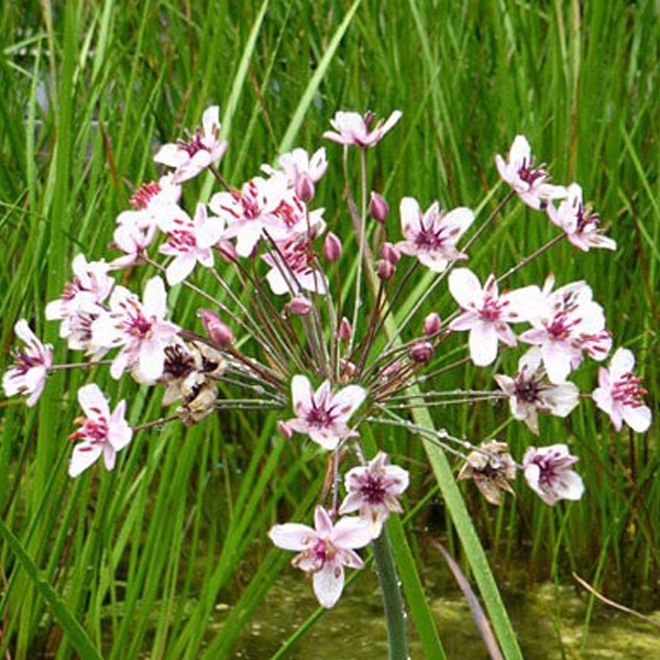 Arborix - 6 x jonc fleuri - butomus umbellatus  - godet 9x9 cm