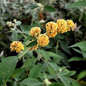 2 x arbre aux papillons  - buddleja weyeriana 'sungold'  - 40-60 cm pot