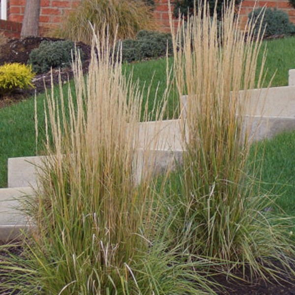 Arborix - 6 x agrostide a fleurs étroites - calamagrostis acutiflora 'karl foerster' -