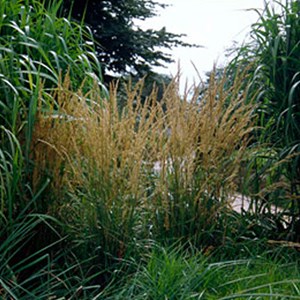 6 x agrostide a fleurs étroites - calamagrostis acutiflora 'karl foerster' -