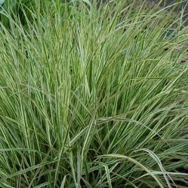 Arborix - 6 x agrostide a fleurs étroites - calamagrostis acutiflora 'overdam' - godet