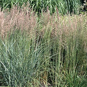 6 x agrostide a fleurs étroites - calamagrostis acutiflora 'overdam' - godet