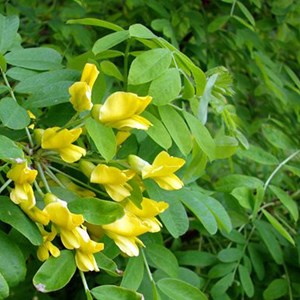 25 acacia jaune - racine nue - caragana arborescens - 25 x 50-60 cm racines