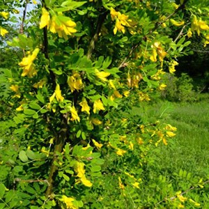 25 acacia jaune - racine nue - caragana arborescens - 25 x 50-60 cm racines