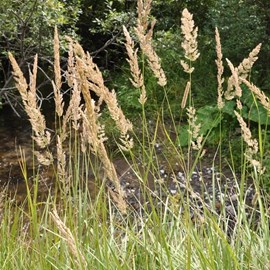 6 x stipe calamagrostide - calamagrostis arundinacea  - godet 9x9 cm