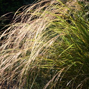 6 x stipe calamagrostide - calamagrostis arundinacea  - godet 9x9 cm