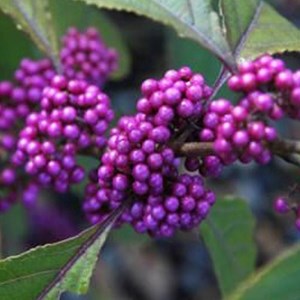 Arbuste aux bonbons  - callicarpa bodinieri 'profusion'  - 60-80 cm pot