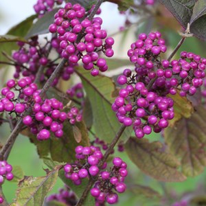 2 x arbuste aux bonbons  - callicarpa bodinieri 'profusion'  - 40-60 cm pot