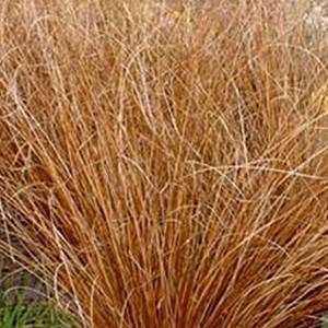 6 x laîche de buchanan - carex buchananii  - godet 9x9 cm