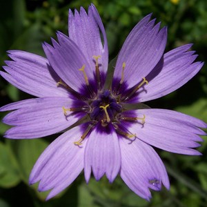 6 x cupidone bleue - catananche caerulea  - godet 9x9 cm