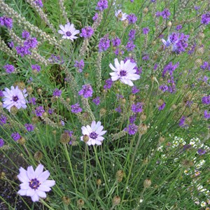 6 x cupidone bleue - catananche caerulea  - godet 9x9 cm