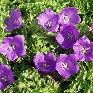 6 x campanule  - campanula carpatica 'blaue clips'  - godet 9x9 cm