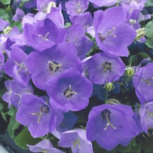 6 x campanule  - campanula carpatica 'blaue clips'  - godet 9x9 cm