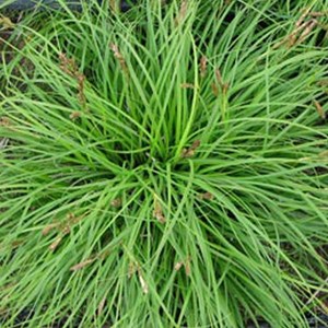 6 x laîche  - carex caryophyllea 'the beatles'  - godet 9x9 cm