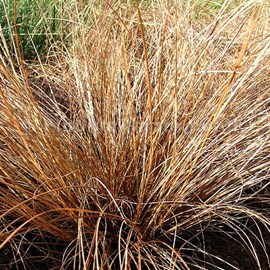 6 x laîche  - carex comans 'bronze form'  - godet 9x9 cm