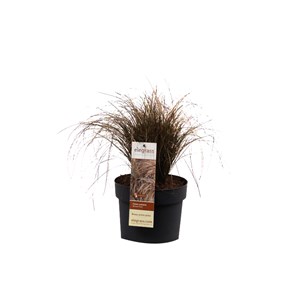 6 x laîche  - carex comans 'bronze form'  - godet 9x9 cm