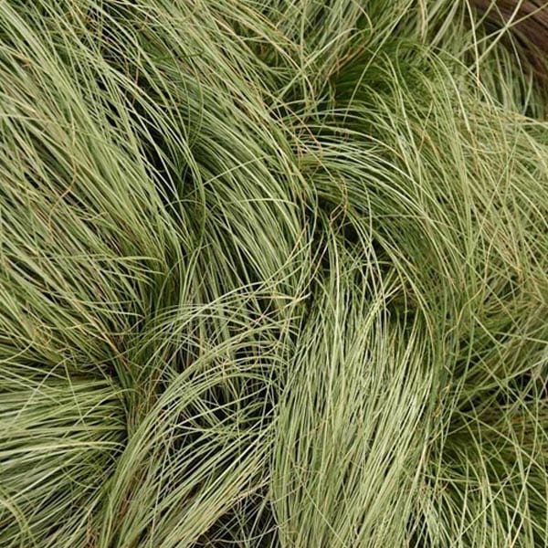 6 x laîche - carex comans 'frosted curls' - godet 9x9 cm