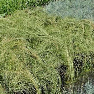 6 x laîche  - carex comans 'frosted curls'  - godet 9x9 cm