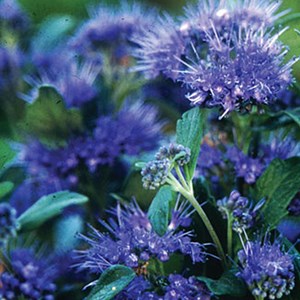 2 x barbe-bleue  - caryopteris clandonensis 'grand bleu'  - 30-40 cm pot