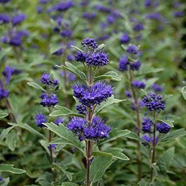 2 x barbe-bleue - caryopteris clandonensis 'grand bleu' - 30-40 cm pot