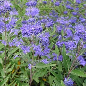 2 x spirée bleue  - caryopteris clandonensis 'heavenly blue'  - 25-30 cm pot