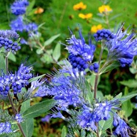 2 x barbe-bleue  - caryopteris clandonensis 'kew blue'  - 30-40 cm pot