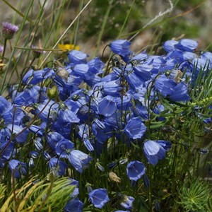 Campanule  - campanula coclearifolia 'baby blue'  - godet 9x9 cm
