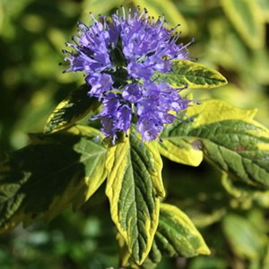 2 x barbe-bleue  - caryopteris clandonensis 'summer sorbet'  - 30-40 cm pot