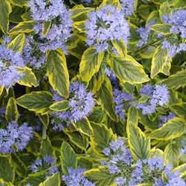 2 x barbe-bleue  - caryopteris clandonensis 'summer sorbet'  - 30-40 cm pot
