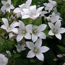 6 x campanule  - campanula carpatica 'weisse clips'  - godet 9x9 cm