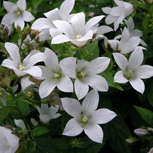 6 x campanule  - campanula carpatica 'weisse clips'  - godet 9x9 cm