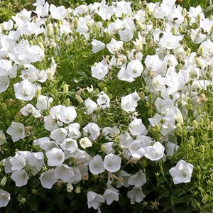6 x campanule  - campanula carpatica 'weisse clips'  - godet 9x9 cm