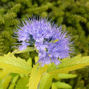 2 x barbe-bleue  - caryopteris clandonensis 'worcester gold'  - 30-40 cm pot