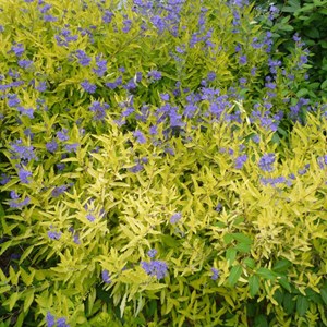 2 x barbe-bleue  - caryopteris clandonensis 'worcester gold'  - 30-40 cm pot