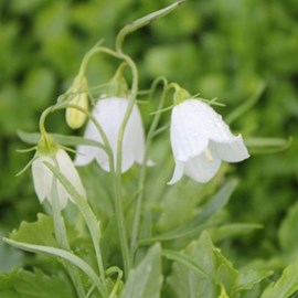 Campanule  - campanula cocleariifolia 'baby white'  - godet 9x9 cm