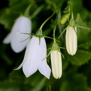 Campanule  - campanula cocleariifolia 'baby white'  - godet 9x9 cm
