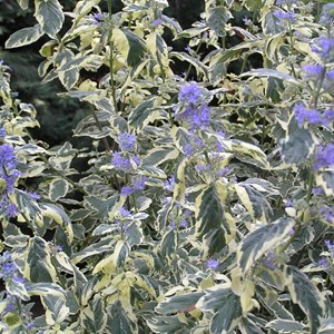 2 x barbe-bleue, spirée bleue  - caryopteris 'white surprise'  - 30-40 cm pot