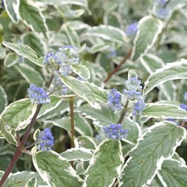 2 x barbe-bleue, spirée bleue  - caryopteris 'white surprise'  - 30-40 cm pot