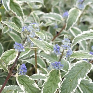 2 x barbe-bleue, spirée bleue  - caryopteris 'white surprise'  - 30-40 cm pot