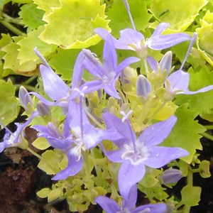 6 x campanule garganica  - campanula garganica 'dickson's gold'  - godet 9x9 cm