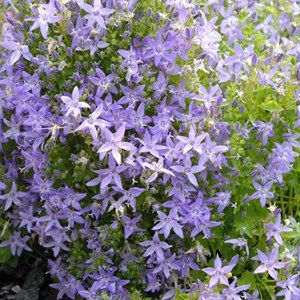 6 x campanule garganica  - campanula garganica 'dickson's gold'  - godet 9x9 cm