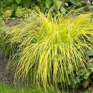 6 x laîche élevée  - carex elata 'aurea'  - godet 9x9 cm