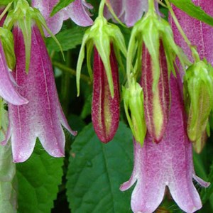 6 x campanule takesimana  - campanula 'elizabeth'  - godet 9x9 cm