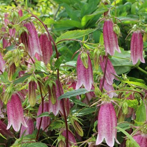 6 x campanule takesimana  - campanula 'elizabeth'  - godet 9x9 cm
