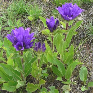 6 x campanule à bouquets  - campanula glomerata 'acaulis'  - godet 9x9 cm