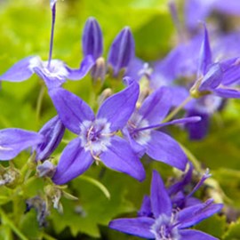 6 x campanule 'd'italie' - campanula garganica  - godet 9x9 cm
