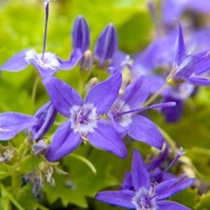 6 x campanule 'd'italie' - campanula garganica  - godet 9x9 cm