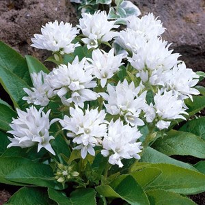 6 x campanule à bouquets  - campanula glomerata 'alba'  - godet 9x9 cm